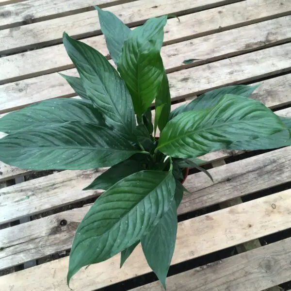 Peace Lily (Spathiphyllum) (Various Sizes) - Tropicals/Houseplants - Image 12