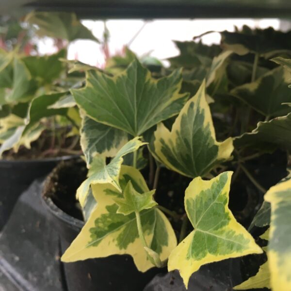 English Ivy (Green or Variegated) (Hedera Helix) - Image 4