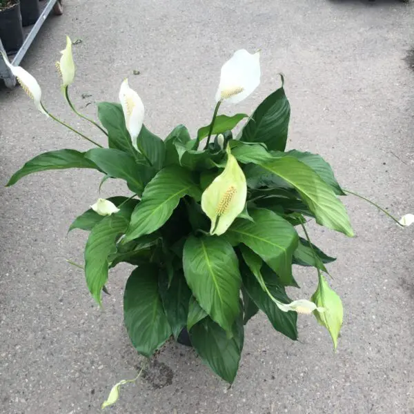 Peace Lily (Spathiphyllum) (Various Sizes) - Tropicals/Houseplants - Image 11