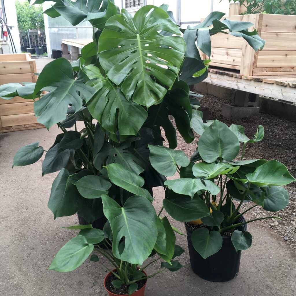 'Swiss Cheese Plant' (Monstera Deliciosa) (Various Sizes) – Tropicals