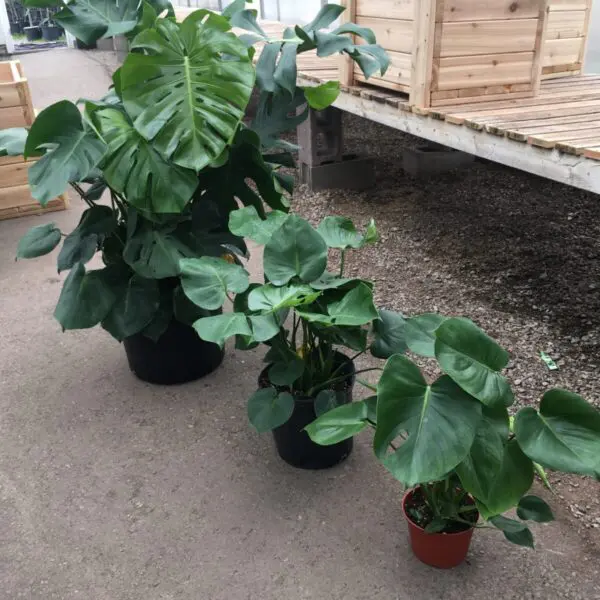Monstera Deliciosa (Swiss Cheese Plant) - Image 6