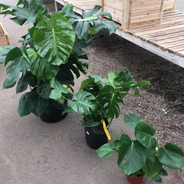 Monstera Deliciosa (Swiss Cheese Plant) - Image 10