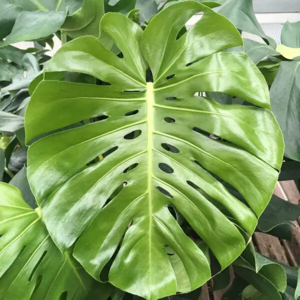 Monstera Deliciosa (Swiss Cheese Plant) - Image 3