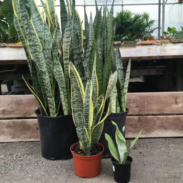 Moonshine Snake Plant (Sansevieria 'Moonshine') (Various Sizes) -  Tropicals/Houseplants - Image 8
