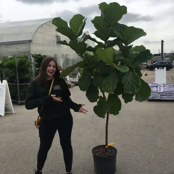 Fiddle Leaf Fig (Ficus Lyrata) (Various Sizes) - Tropicals/Houseplants - Image 6