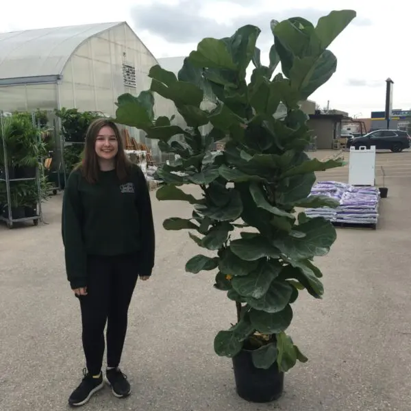 Fiddle Leaf Fig (Ficus Lyrata) (Various Sizes) - Tropicals/Houseplants - Image 5