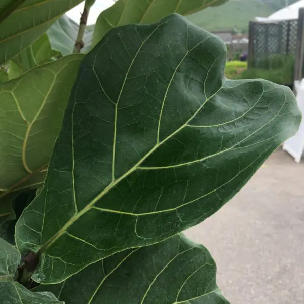 Fiddle Leaf Fig (Ficus Lyrata) (Various Sizes) - Tropicals/Houseplants