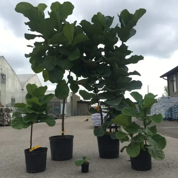 Fiddle Leaf Fig (Ficus Lyrata) (Various Sizes) - Tropicals/Houseplants - Image 4