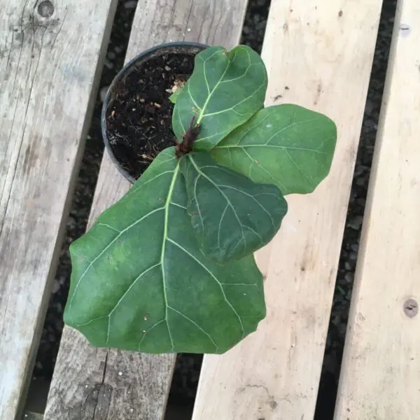 Fiddle Leaf Fig (Ficus Lyrata) (Various Sizes) - Tropicals/Houseplants - Image 7