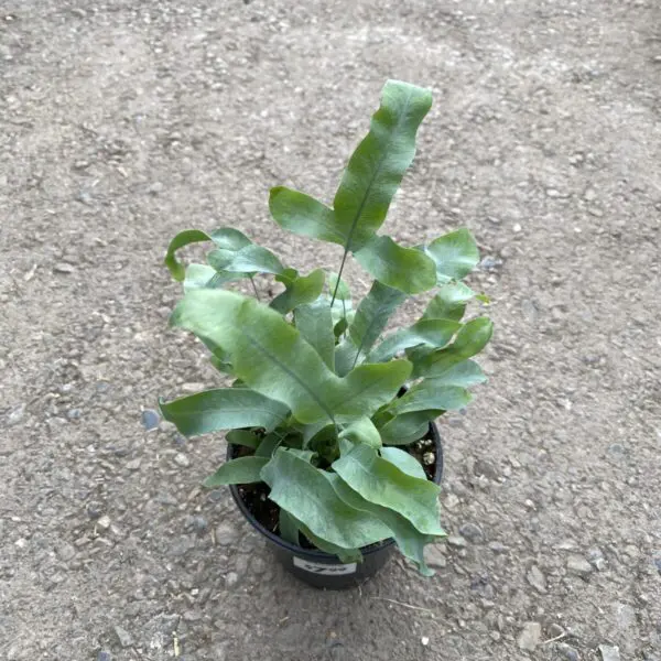 Blue Star Fern (Phlebodium Aureum) - Tropicals & Houseplants - Image 2