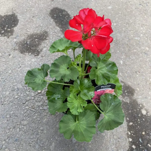 6" Zonal Geraniums (Red)