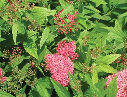 Anthony Waterer Spirea - Trees & Shrubs