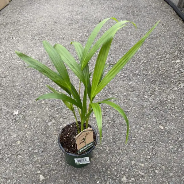 Areca Palm (Dypsis Lutescens)