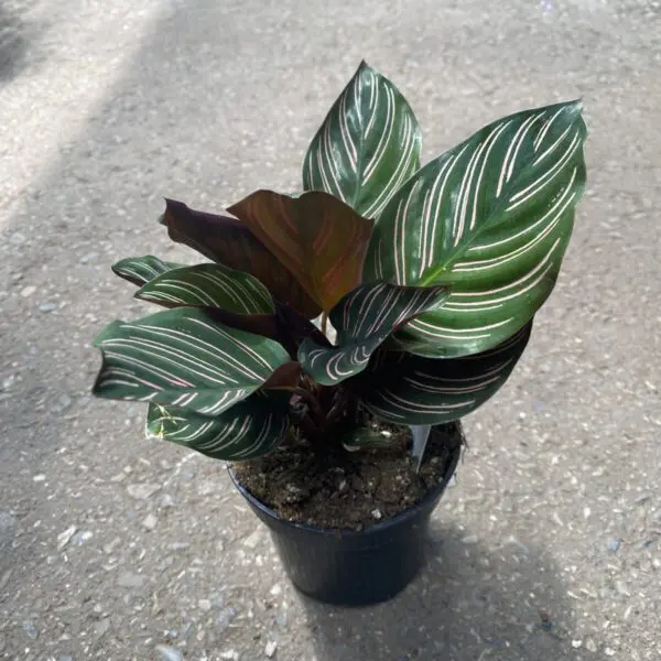 Calathea Ornata  (Pin Stripe Calathea) - Tropicals/Houseplants - Image 4
