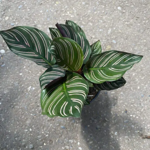 Calathea Ornata  (Pin Stripe Calathea) - Tropicals/Houseplants - Image 5