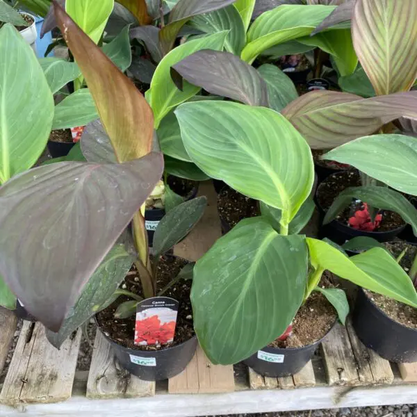 Canna Lily (Assorted) - Image 3