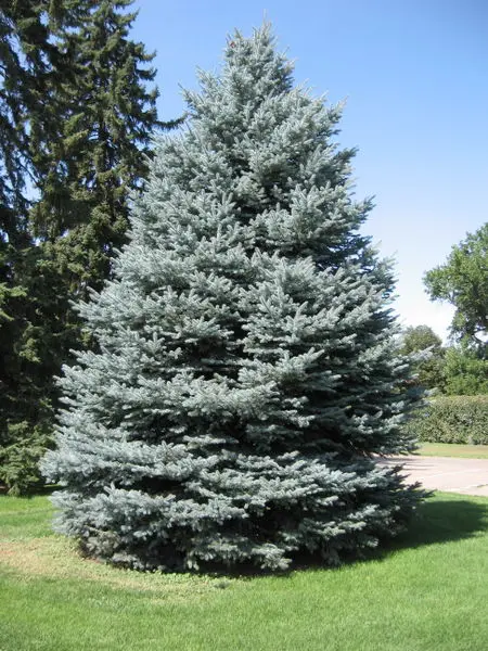 Colorado (Blue) Spruce - Trees & Shrubs