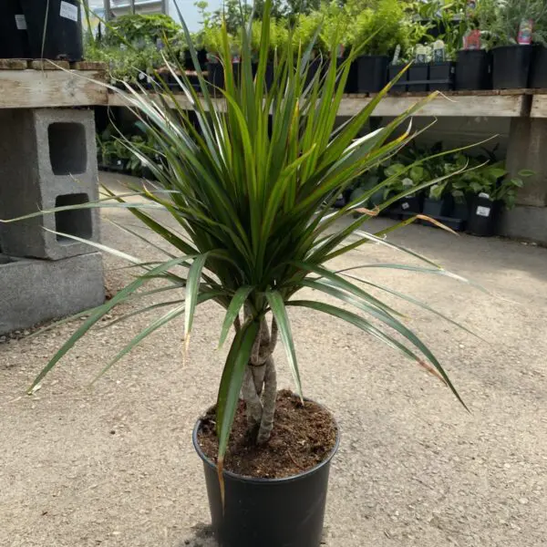 Dragon Tree 'Marginata' Bicolor (Dracaena Marginata) - Tropicals & Houseplants - Image 7