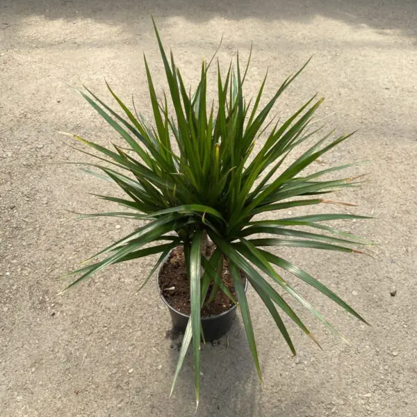 Dragon Tree 'Marginata' Bicolor (Dracaena Marginata) - Tropicals & Houseplants - Image 8
