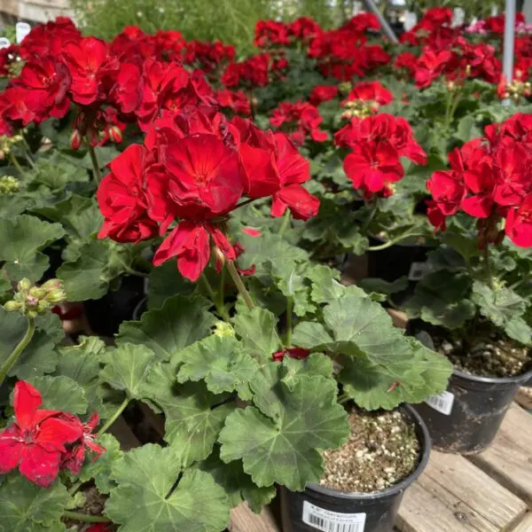 6" Zonal Geraniums (Red) - Image 13