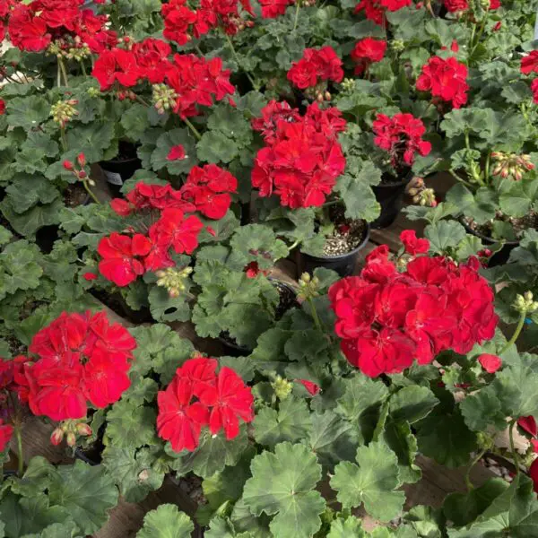 6" Zonal Geraniums (Red) - Image 12