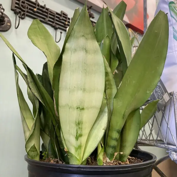 Moonshine Snake Plant (Sansevieria 'Moonshine') (Various Sizes) -  Tropicals/Houseplants