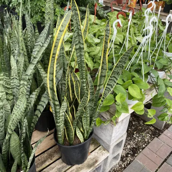 Moonshine Snake Plant (Sansevieria 'Moonshine') (Various Sizes) -  Tropicals/Houseplants - Image 4
