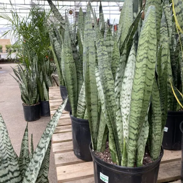 Moonshine Snake Plant (Sansevieria 'Moonshine') (Various Sizes) -  Tropicals/Houseplants - Image 3