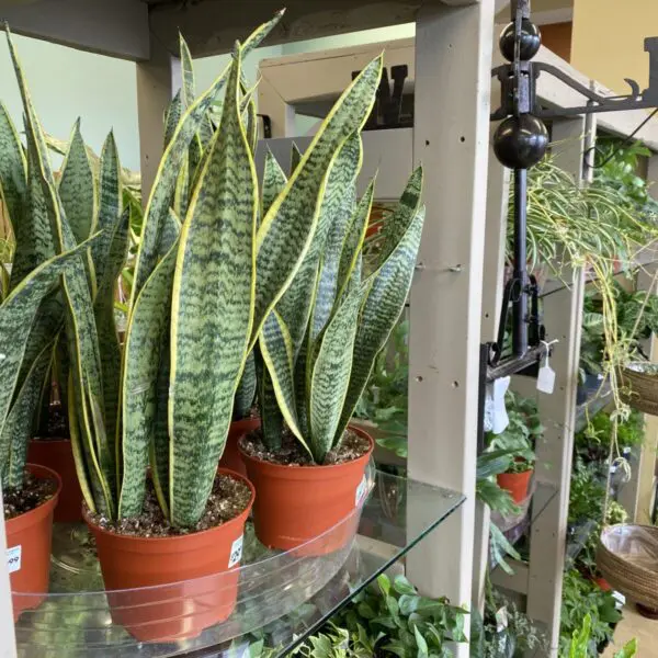 Moonshine Snake Plant (Sansevieria 'Moonshine') (Various Sizes) -  Tropicals/Houseplants - Image 2