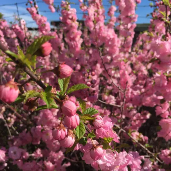 Double Flowering Plum  - Trees & Shrubs