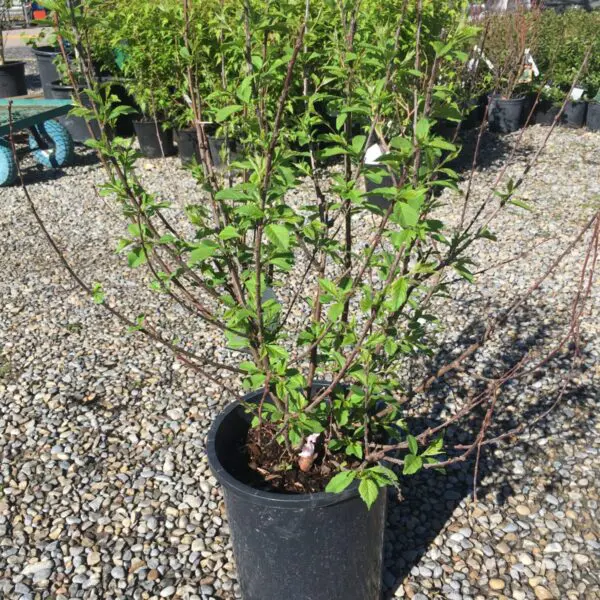 Double Flowering Plum  - Trees & Shrubs - Image 2
