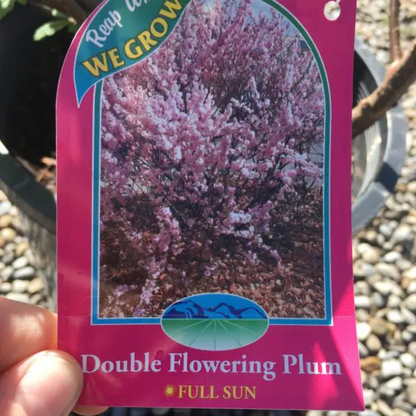 Double Flowering Plum  - Trees & Shrubs - Image 3