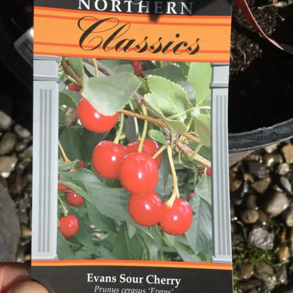Evans Sour Cherry  - Trees & Shrubs - Image 2