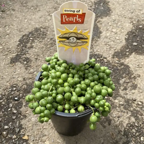 String of Pearls (Senecio rowleyanus) (Various Sizes) - Tropicals & Houseplants - Image 6