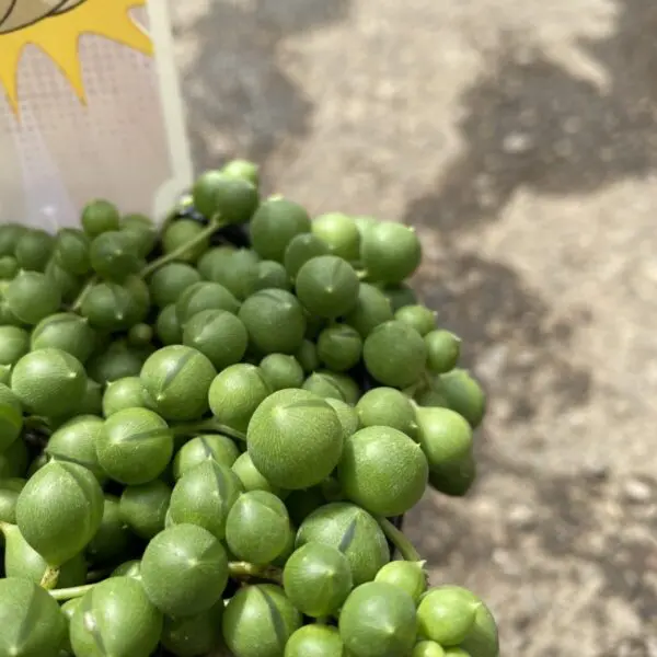 String of Pearls (Senecio rowleyanus) (Various Sizes) - Tropicals & Houseplants