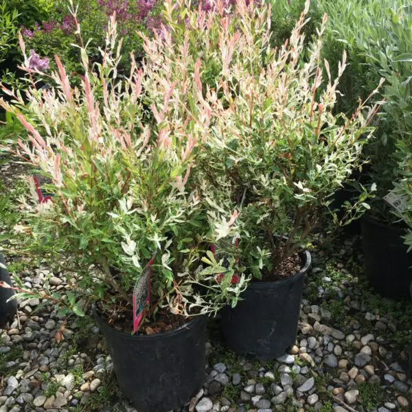 Nishiki willow  - Trees & Shrubs