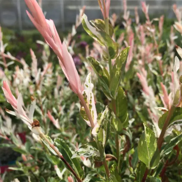 Nishiki willow  - Trees & Shrubs - Image 4