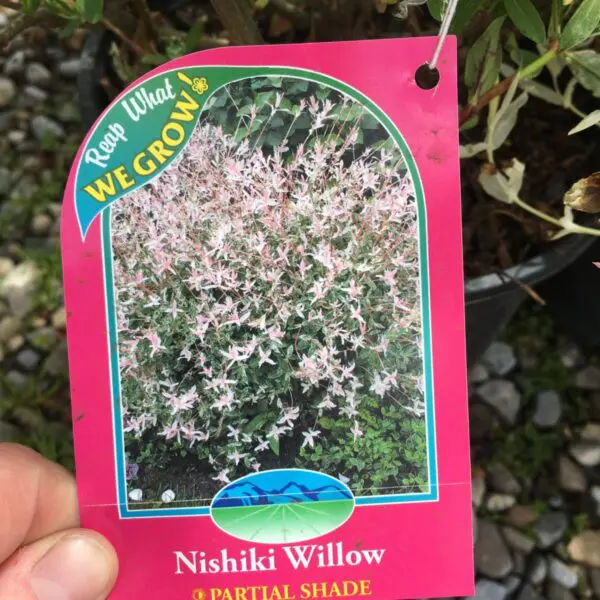 Nishiki willow  - Trees & Shrubs - Image 2