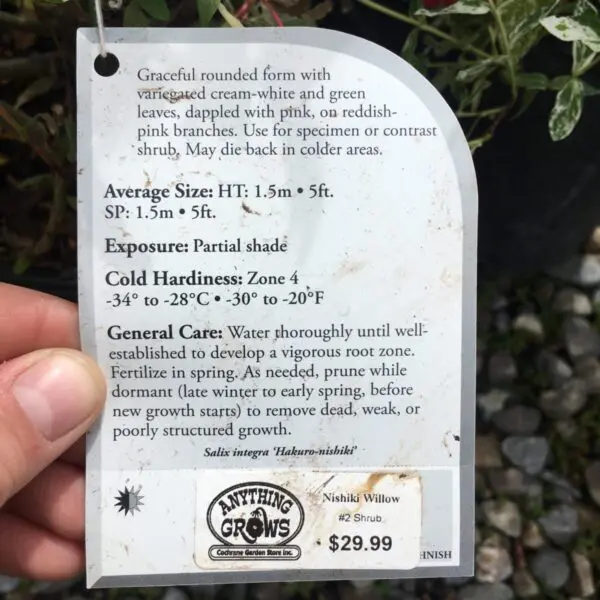Nishiki willow  - Trees & Shrubs - Image 3