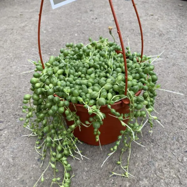 String of Pearls (Senecio rowleyanus) (Various Sizes) - Tropicals & Houseplants - Image 4