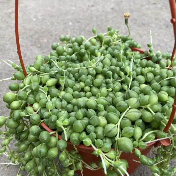 String of Pearls (Senecio rowleyanus) (Various Sizes) - Tropicals & Houseplants - Image 3