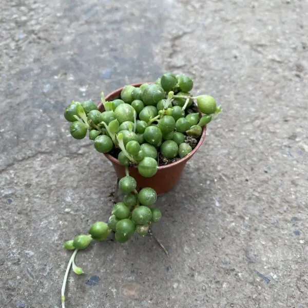 String of Pearls (Senecio rowleyanus) (Various Sizes) - Tropicals & Houseplants - Image 2
