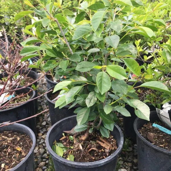 Juliet Cherry Tree - Trees & Shrubs - Image 4