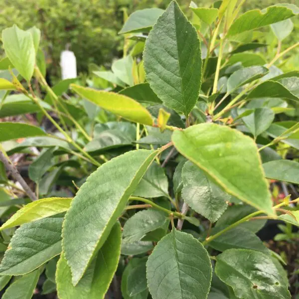 Juliet Cherry Tree - Trees & Shrubs - Image 3