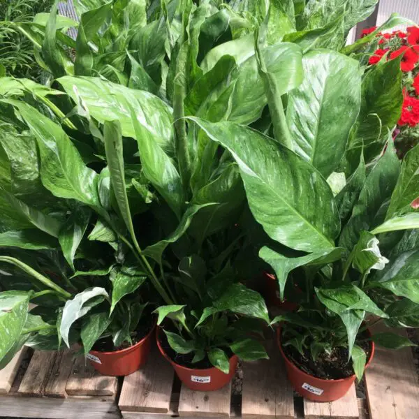 Moonshine Snake Plant (Sansevieria 'Moonshine') (Various Sizes) -  Tropicals/Houseplants - Image 30