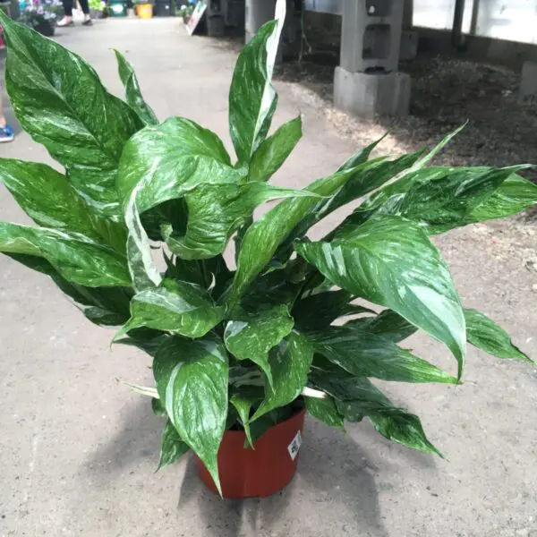 Moonshine Snake Plant (Sansevieria 'Moonshine') (Various Sizes) -  Tropicals/Houseplants - Image 29