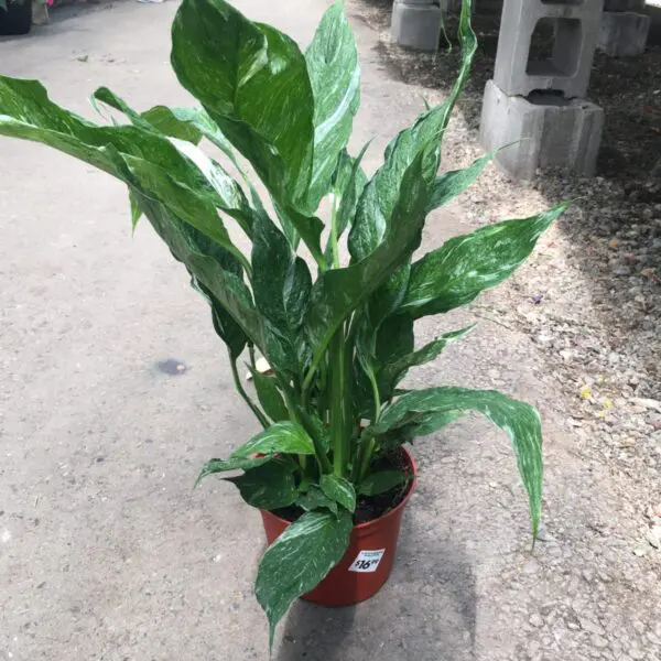 Moonshine Snake Plant (Sansevieria 'Moonshine') (Various Sizes) -  Tropicals/Houseplants - Image 28