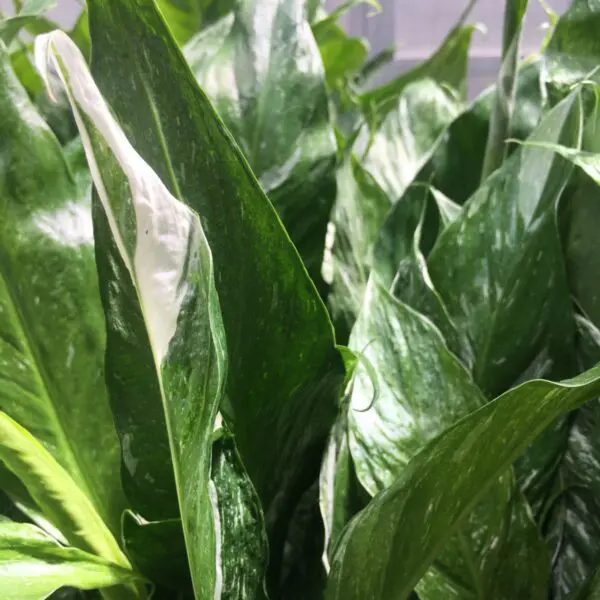 Moonshine Snake Plant (Sansevieria 'Moonshine') (Various Sizes) -  Tropicals/Houseplants - Image 27