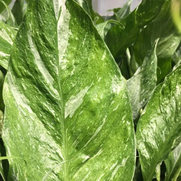 Moonshine Snake Plant (Sansevieria 'Moonshine') (Various Sizes) -  Tropicals/Houseplants - Image 26