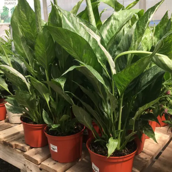 Moonshine Snake Plant (Sansevieria 'Moonshine') (Various Sizes) -  Tropicals/Houseplants - Image 25